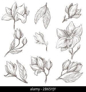 Fiori selvatici di magnolia fiore, piante isolate schizzi Illustrazione Vettoriale