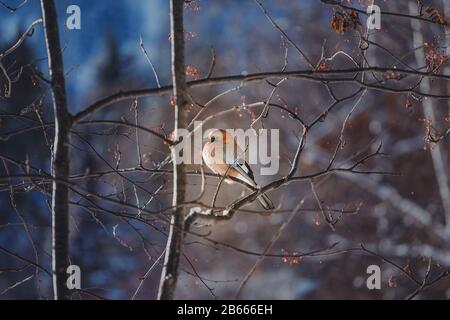 Uccello colorato Eurasian Jay Garrulus glandarius seduto sul ramo di un albero in inverno o foresta di primavera Foto Stock