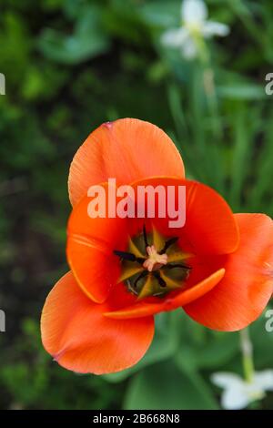 Un tulipano scarlatto aperto tra erba verde. Arancio rosso fiore sfondo. Sfondo floreale estivo Foto Stock