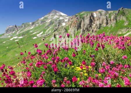 Campo di fiori primaverili in fiore sullo sfondo delle montagne alla luce del sole. Lago-Naki, Adygea Foto Stock