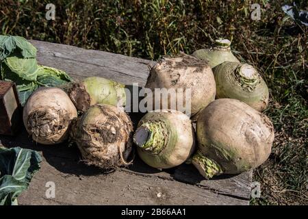 Pila di barbabietole da zucchero fresche dal campo Foto Stock