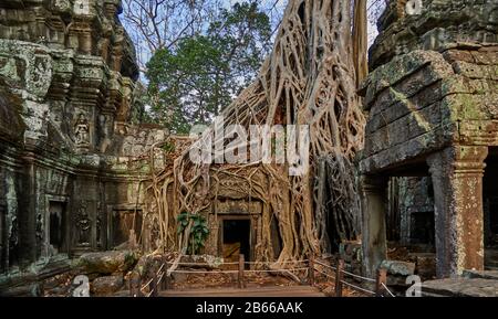 TA Prohm, ora ricoperta da torreggianti alberi provenienti dalla foresta circostante, era un antico tempio buddista e luogo di pellegrinaggio, ancora considerato come tale dai monaci buddisti oggi, anche tra tutti i turisti, Angkor Wat. Foto Stock