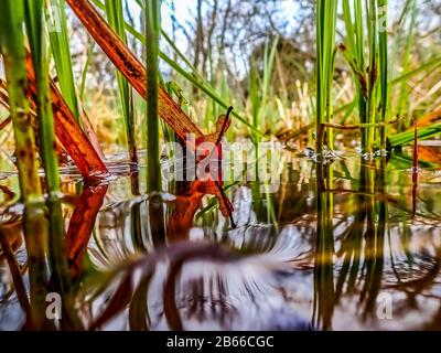 Vista lungo il livello dell'acqua della foglia rossa. Frensham Ponds Surrey, Inghilterra Foto Stock