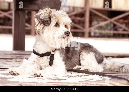 Piccolo biriewer yorkshire York cane in spiaggia parco. Passeggiata all'aperto di piccolo cane. Mini-cane sdraiarsi sulla sabbia. Foto Stock