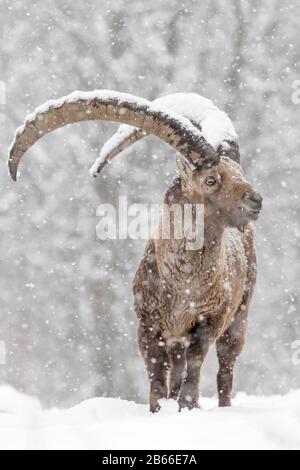 Stambecco sta combattendo con la tempesta di neve (Capra ibex) Foto Stock