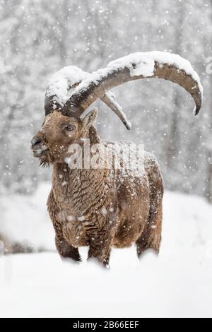 Stambecco sta combattendo con la tempesta di neve (Capra ibex) Foto Stock