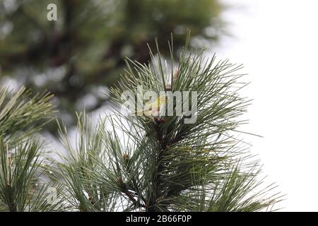 Occhio bianco fiancheggiato da castagni (Zosterops erythrypleurus) in Giappone Foto Stock