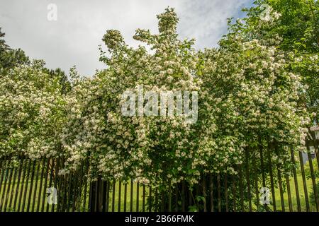 cespuglio di jasmine sopra una recinzione in piena fioritura con fiori bianchi Foto Stock