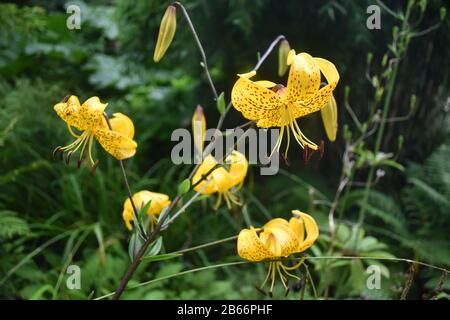 Lilium tigrinum (gigli della tigre) marrone puntinato giallo Foto Stock
