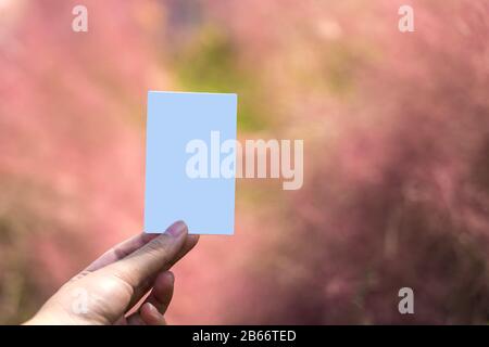 Mano che tiene una carta polaroide bianca con sfondo rosa muhly erba Foto Stock