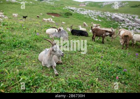 Capre che pascolano a giorno nuvoloso su un campo verde all'aperto Foto Stock