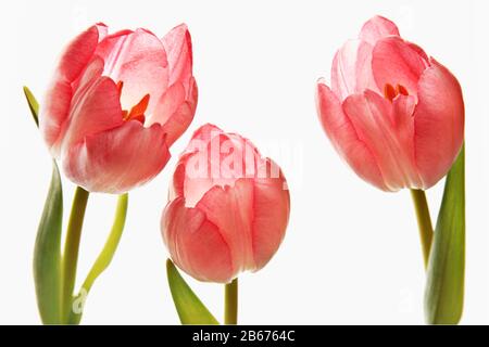 Tre tulipani rosa su sfondo bianco Foto Stock