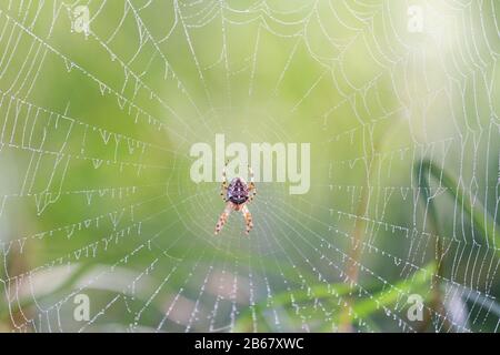 spider si siede su un nastro con gocce di rugiada del mattino Foto Stock