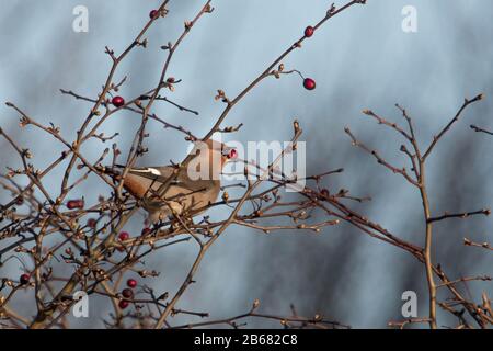 Waxwing Bombycilla garrulus Foto Stock