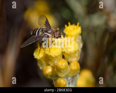 Ape volare (Exhyalanthrax afer) nettaring su eterno / fiore Eterno (Helichrysum stoechas) clump fioritura su dune di sabbia dietro una spiaggia, Mondrago N Foto Stock