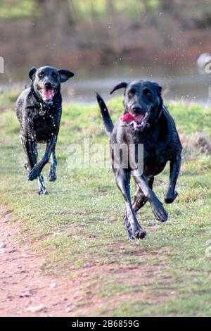 Cane fuori correre, giocare, amichevole, e allerta. Canina attiva Foto Stock