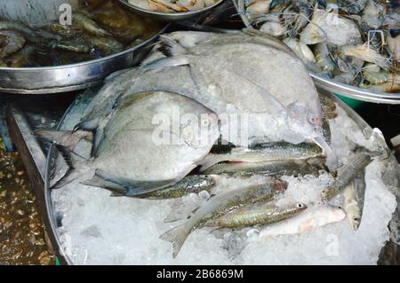 Pesce di pom-fret d'argento cinese e frutti di mare di varietà su ghiaccio in vassoio di acciaio inossidabile per la vendita Foto Stock