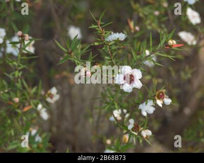 pianta tè albero con fiori bianchi con luce naturale leptospermum scope manuka Foto Stock