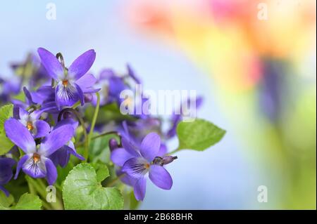 Dettagli Di Violets (Viola Odorata) In Una Vase Foto Stock