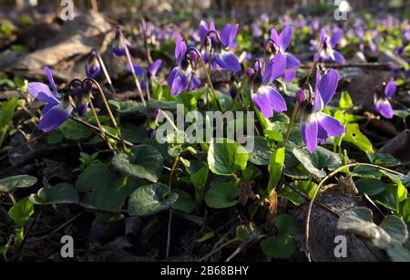 Violetti (Viola Odorata) In Una Foresta Di Primavera Foto Stock