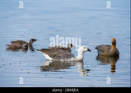 Famiglia delle Upland oche (Chloepaga pitta), Isola Pebble, Isole Falkland. Foto Stock