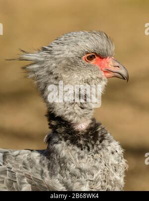 ritratto di screamer meridionale (chauna serrata), noto anche come screamer smerigliato Foto Stock