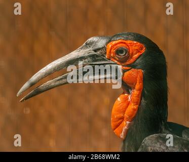 ritratto di cornicione terra meridionale (bucorvus leadbeateri, precedentemente noto come bucorvus cafer) Foto Stock