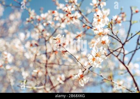 Closeup fiore di prugna in primavera. Concetto di fiori primaverili e impollinazione Foto Stock