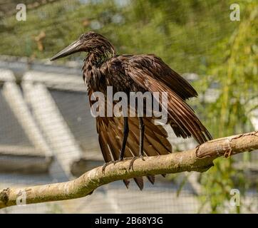 black marrone acqua uccello bagnato asciugare su un ramo in zoo Foto Stock