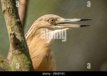 Piccolo heron di squacco (Ardeola ralloides) ritratto con becco aperto in zoo Foto Stock