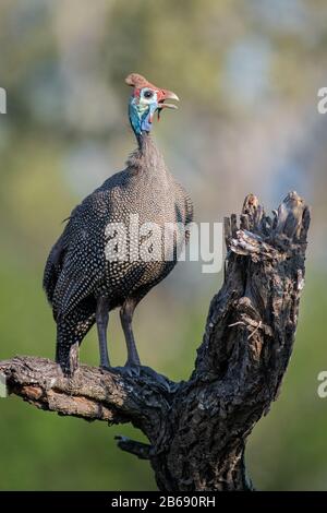 Un guineafowl helmeted, Numida meleagris, arroccato su un log, becco aperto, verde in background Foto Stock