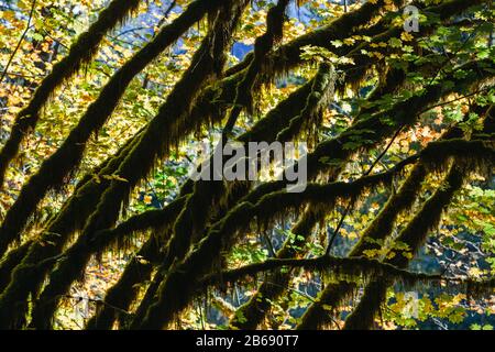 Dapple luce del sole che splende attraverso alberi di acero della vite e fogliame di autunno, lungo la Forcella nord Snoqualmie fiume, Washington Foto Stock