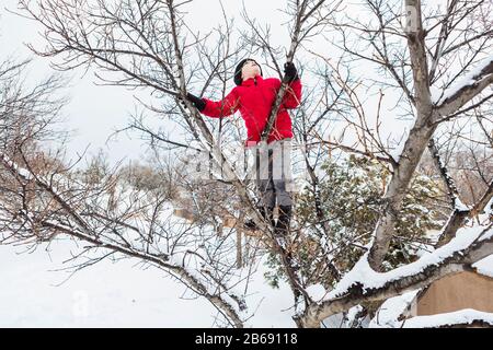 Ragazzo di sei anni in una giacca rossa che arrampica un albero in inverno Foto Stock
