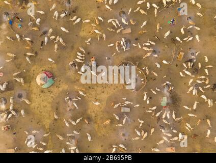 Veduta aerea di lunghe mucche corni in un campo di bestiame della tribù di Mundari, Equatoria Centrale, Terekeka, Sudan del Sud Foto Stock