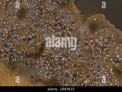 Veduta aerea di lunghe mucche corni in un campo di bestiame della tribù di Mundari, Equatoria Centrale, Terekeka, Sudan del Sud Foto Stock