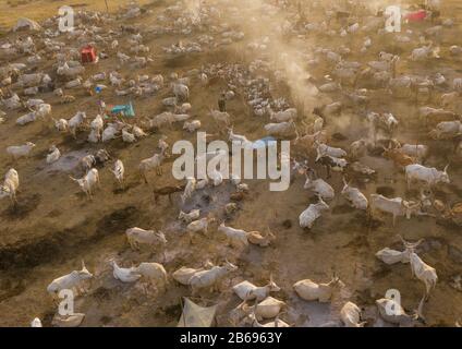 Veduta aerea di lunghe mucche corni in un campo di bestiame della tribù di Mundari, Equatoria Centrale, Terekeka, Sudan del Sud Foto Stock