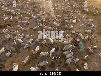 Veduta aerea di lunghe mucche corni in un campo di bestiame della tribù di Mundari, Equatoria Centrale, Terekeka, Sudan del Sud Foto Stock