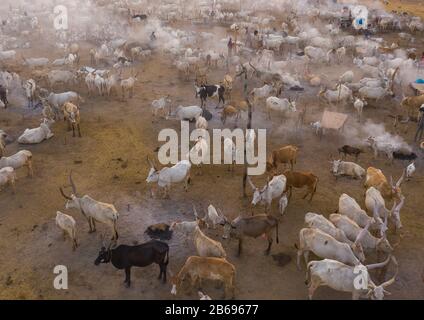 Veduta aerea di lunghe mucche corni in un campo di bestiame della tribù di Mundari, Equatoria Centrale, Terekeka, Sudan del Sud Foto Stock