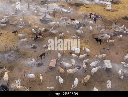 Veduta aerea di lunghe mucche corni in un campo di bestiame della tribù di Mundari, Equatoria Centrale, Terekeka, Sudan del Sud Foto Stock