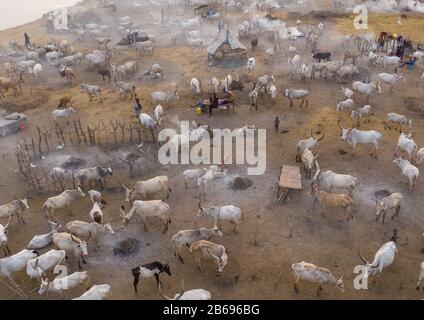 Veduta aerea di lunghe mucche corni in un campo di bestiame della tribù di Mundari, Equatoria Centrale, Terekeka, Sudan del Sud Foto Stock