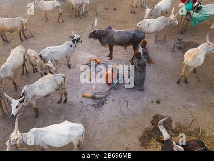 Veduta aerea di lunghe mucche corni in un campo di bestiame della tribù di Mundari, Equatoria Centrale, Terekeka, Sudan del Sud Foto Stock