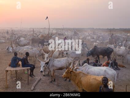 Veduta aerea di lunghe mucche corni in un campo di bestiame della tribù di Mundari, Equatoria Centrale, Terekeka, Sudan del Sud Foto Stock