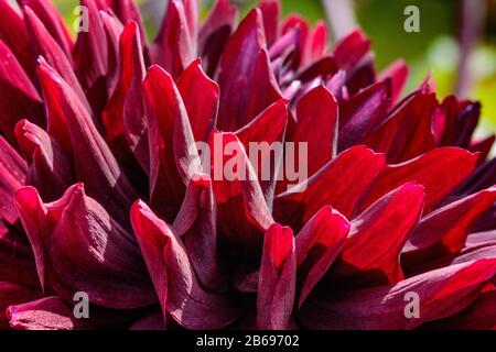 spike rosso scuro dahlia Foto Stock