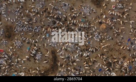 Veduta aerea di lunghe mucche corni in un campo di bestiame della tribù di Mundari, Equatoria Centrale, Terekeka, Sudan del Sud Foto Stock