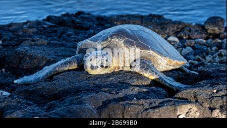 Tartaruga Hawaiiana Green Sea, Spiaggia Di Puako, Hawaii Foto Stock