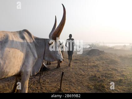 Lunghe mucche corni in un campo tribù di Mundari che si riunisce intorno a un fuoco, Equatoria Centrale, Terekeka, Sudan del Sud Foto Stock