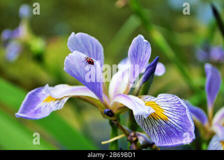 Ladybug su un fiore viola e giallo iris e germoglio nel mio giardino Foto Stock