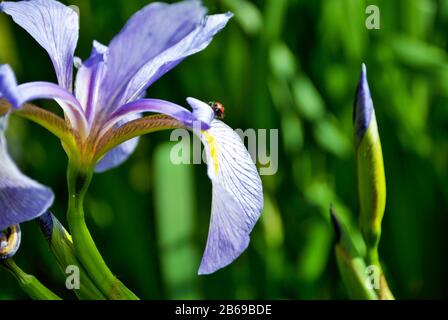 Ladybug su un fiore viola e giallo iris e germoglio nel mio giardino Foto Stock