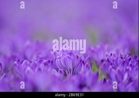 Fiori primaverili in mostra - Crocus sativus, una profusione di coccodrilli in un giardino inglese Foto Stock