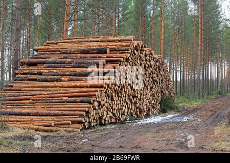 Mucchio enorme di tronchi di pino su un sito di tronchi in pineta all'inizio della primavera. Sud della Finlandia. Marzo 2020. Foto Stock
